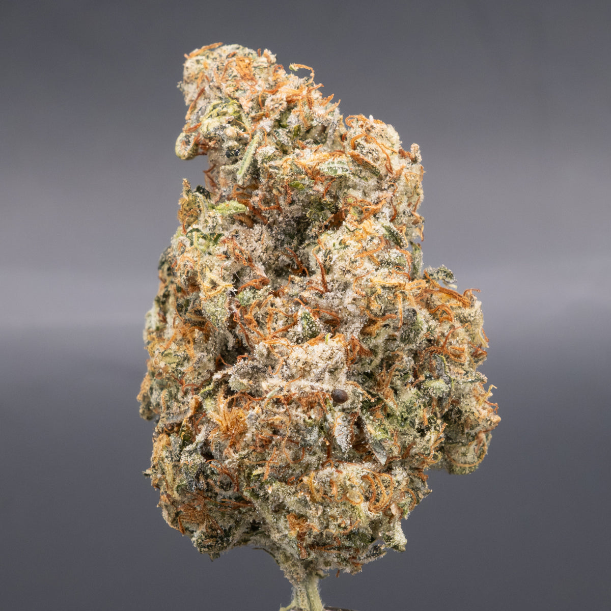 Lilac Diesel GMO