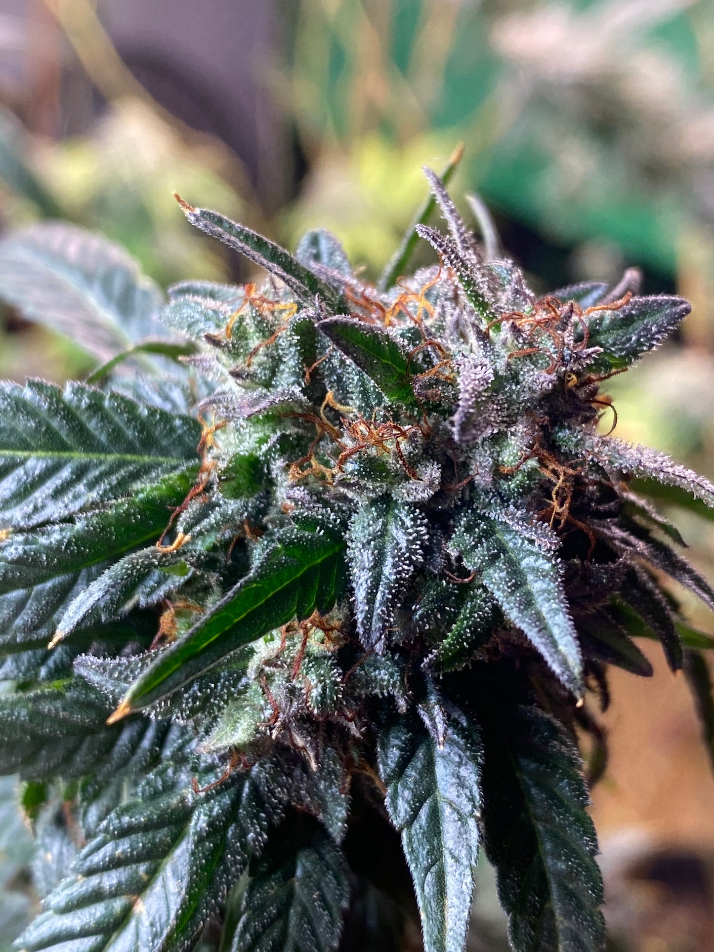 Harlem Renaissance 85 Days