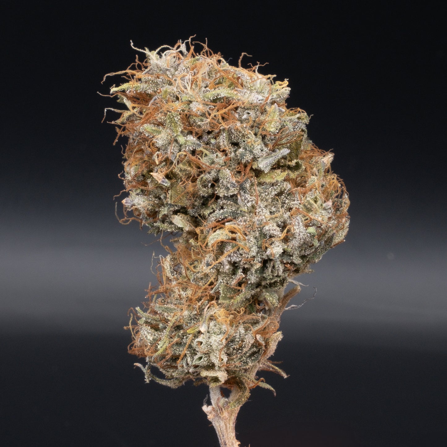 Harlem Renaissance 85 Days