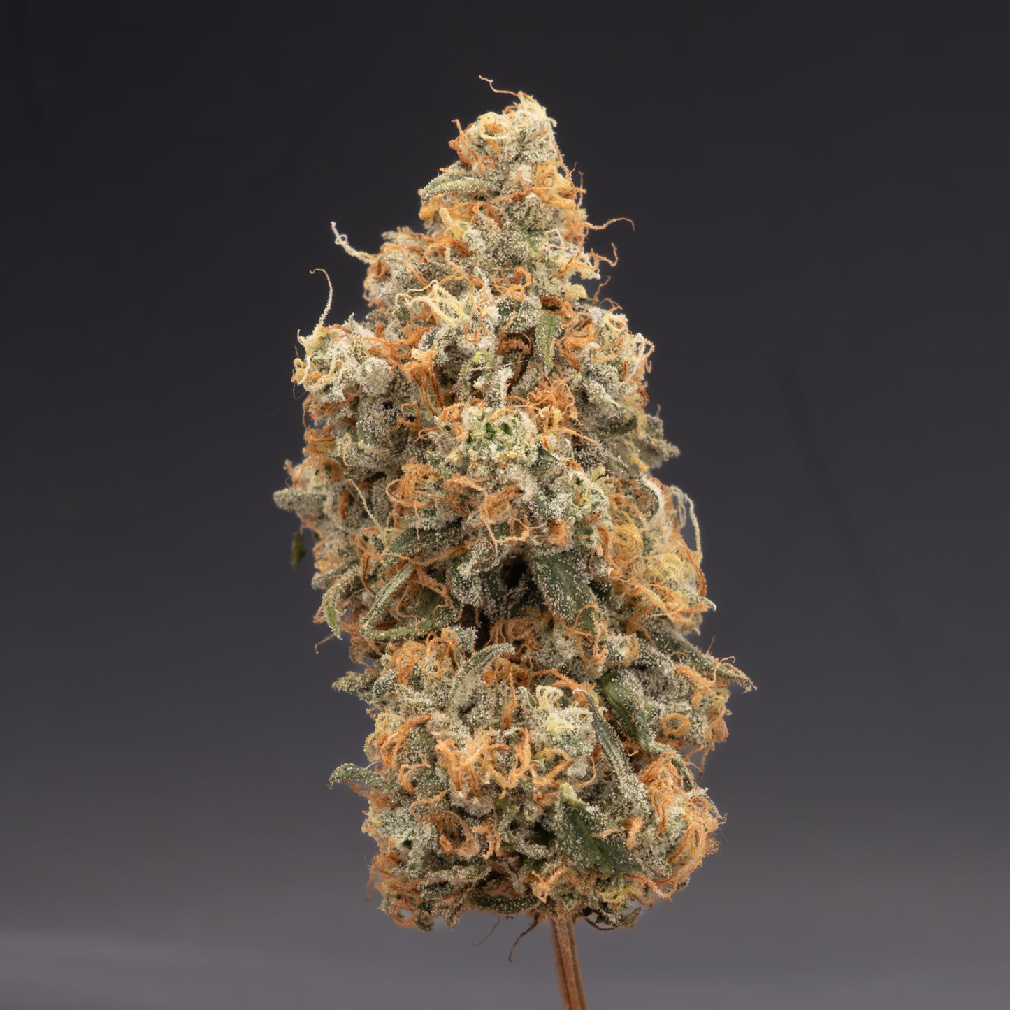Durban Poison