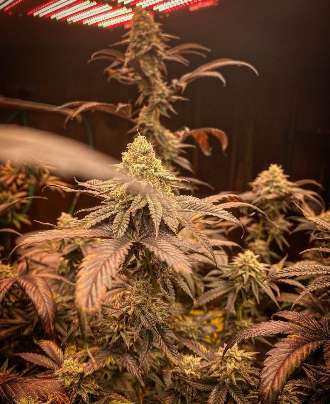 Pink Verde x OMG 10 regular seeds