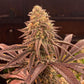 Pink Verde x OMG 10 regular seeds