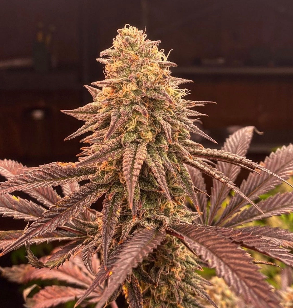 Pink Verde x OMG 10 regular seeds