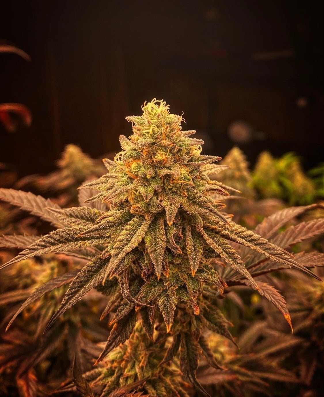 Pink Verde x OMG 10 regular seeds