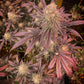 Pink Verde x OMG 10 regular seeds