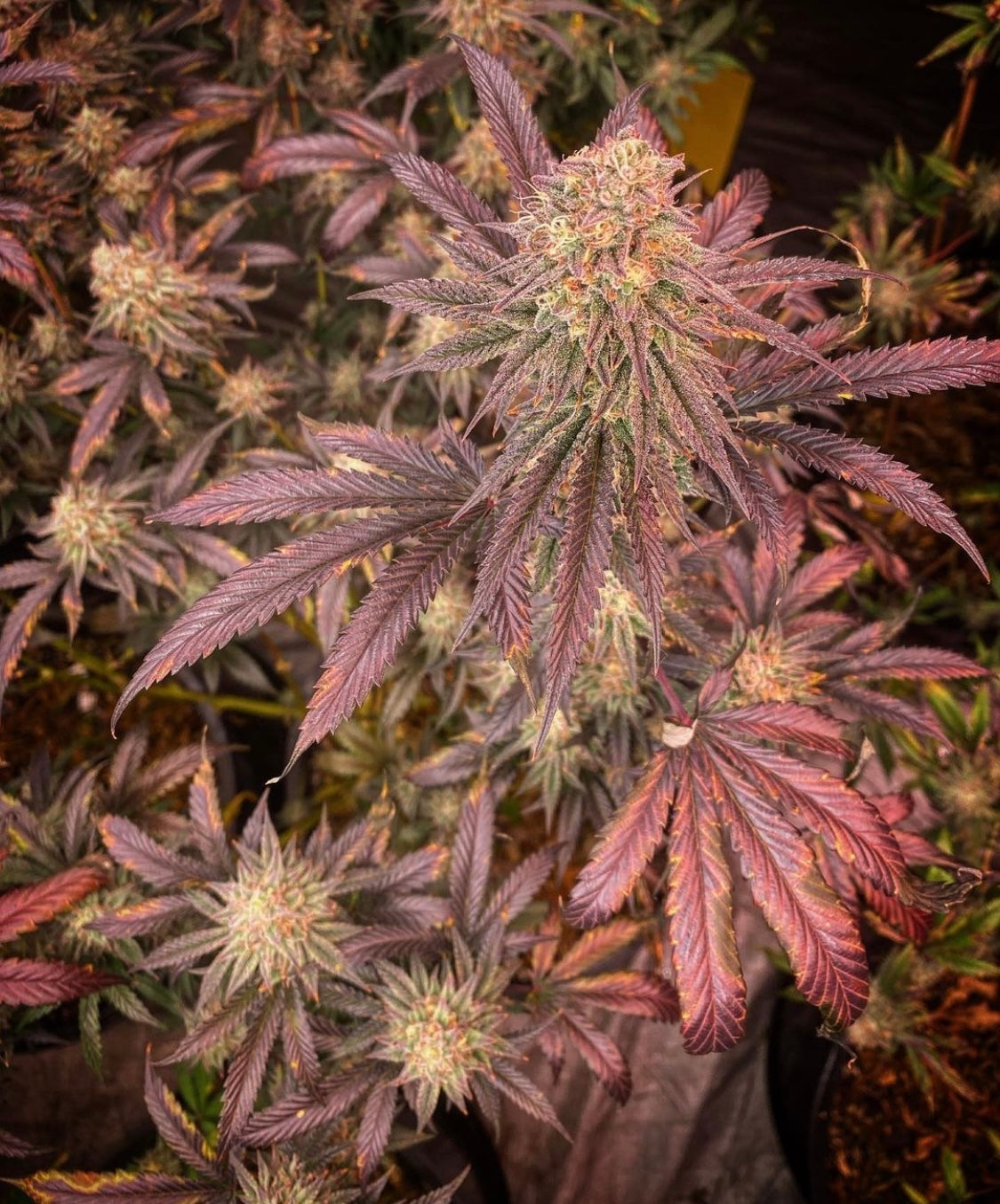 Pink Verde x OMG 10 regular seeds